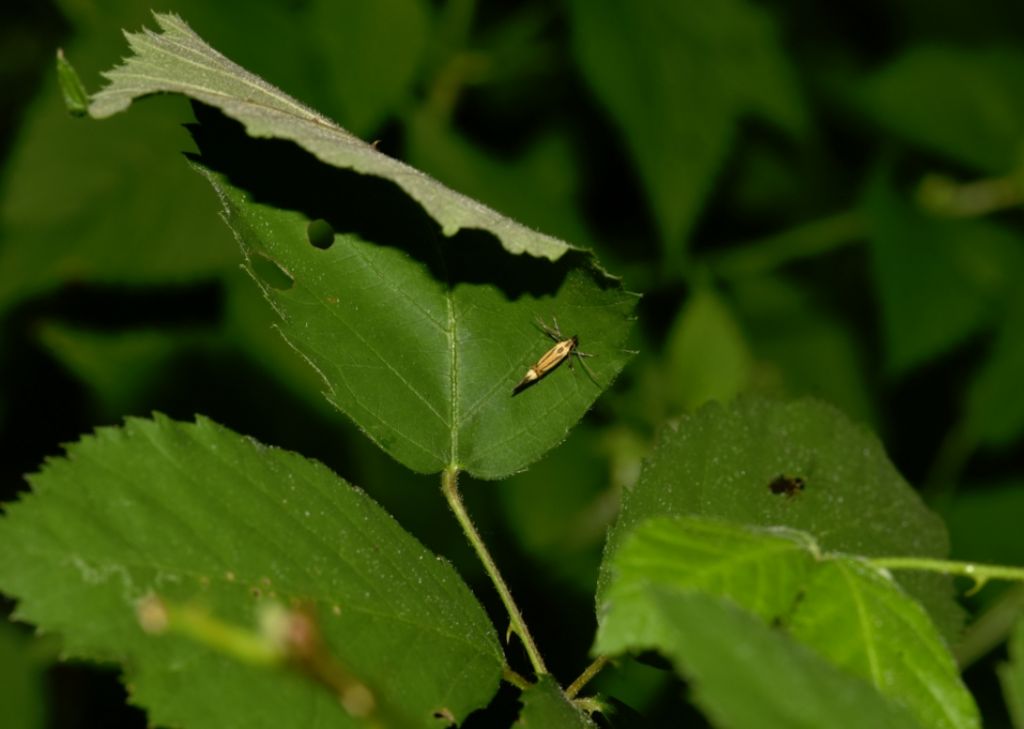 Oecophoridae: Alabonia geoffrella?  S !